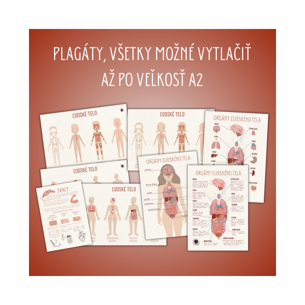 PDF Ľudské telo - orgány